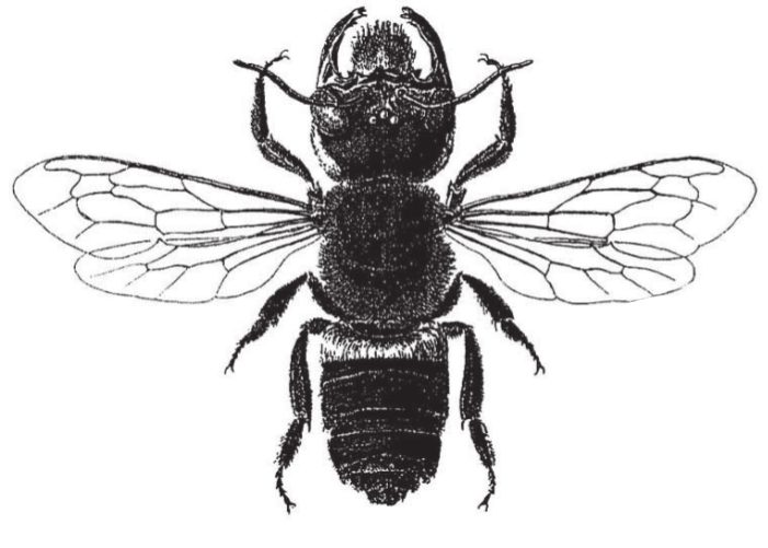 Wallace'ın dev arısı (Megachile pluto).