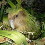 Yeni Zelanda'ya özgü kākāpō (Strigops habroptilus).