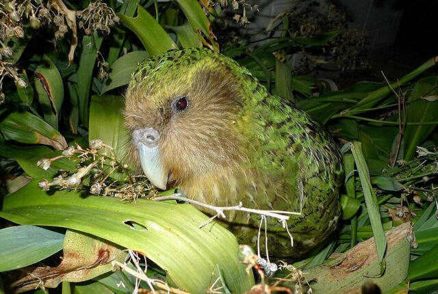 Yeni Zelanda'ya özgü kākāpō (Strigops habroptilus).