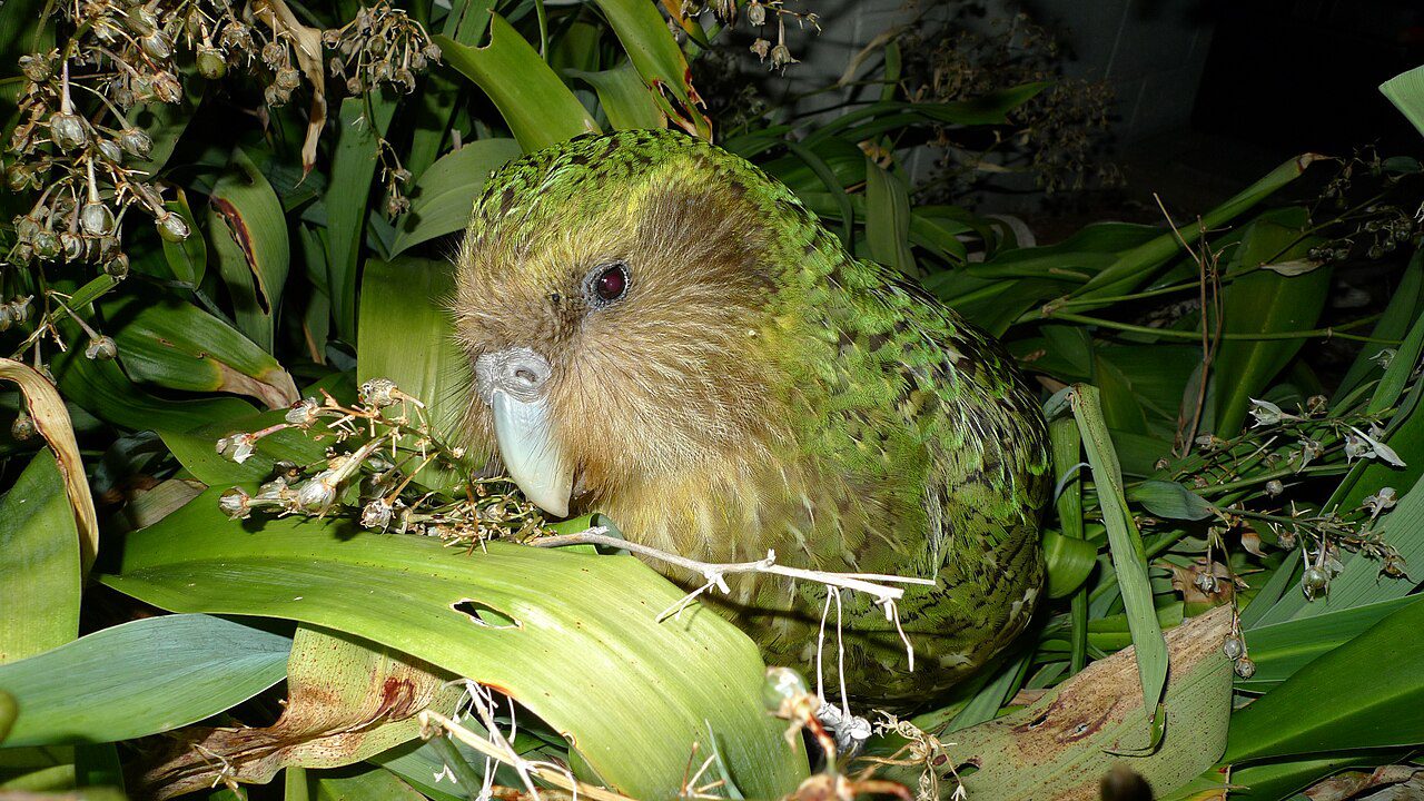Yeni Zelanda'ya özgü kākāpō (Strigops habroptilus).