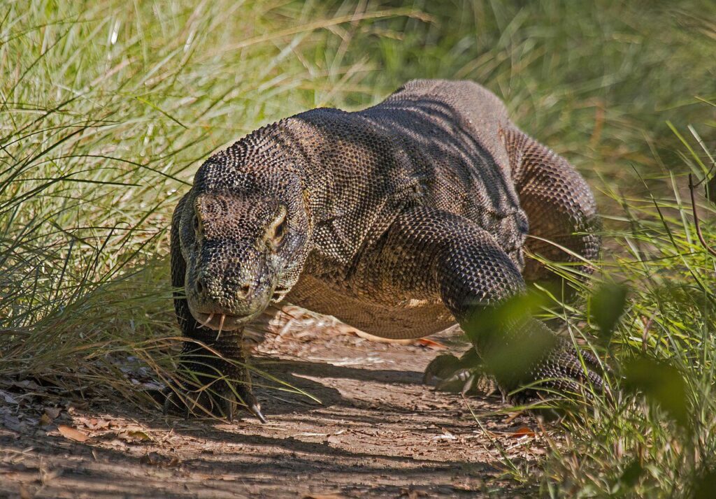 Komodo ejderi (Varanus komodoensis)