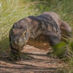 Komodo ejderi (Varanus komodoensis)