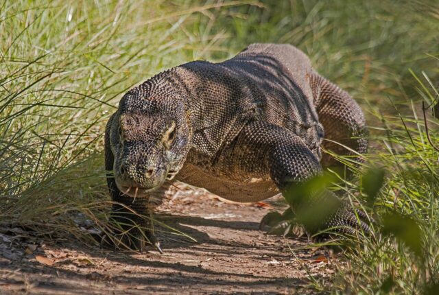 Komodo ejderi (Varanus komodoensis)