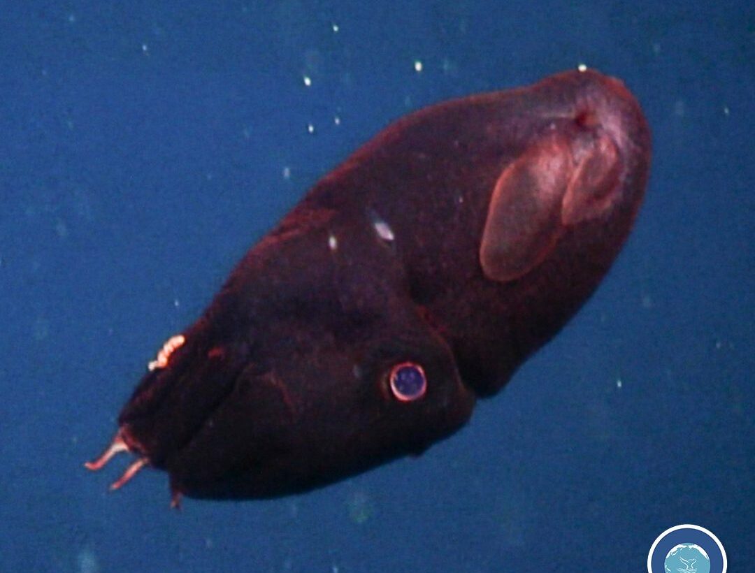 Genç vampir kalamarı (Vampyroteuthis infernalis).