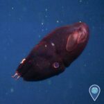 Genç vampir kalamarı (Vampyroteuthis infernalis).