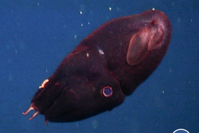 Genç vampir kalamarı (Vampyroteuthis infernalis).