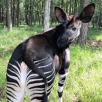 Erkek okapi (Okapia johnstoni)