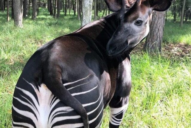 Erkek okapi (Okapia johnstoni)