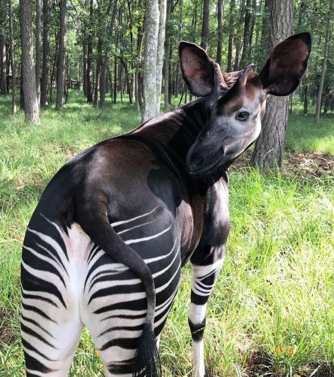 Erkek okapi (Okapia johnstoni)