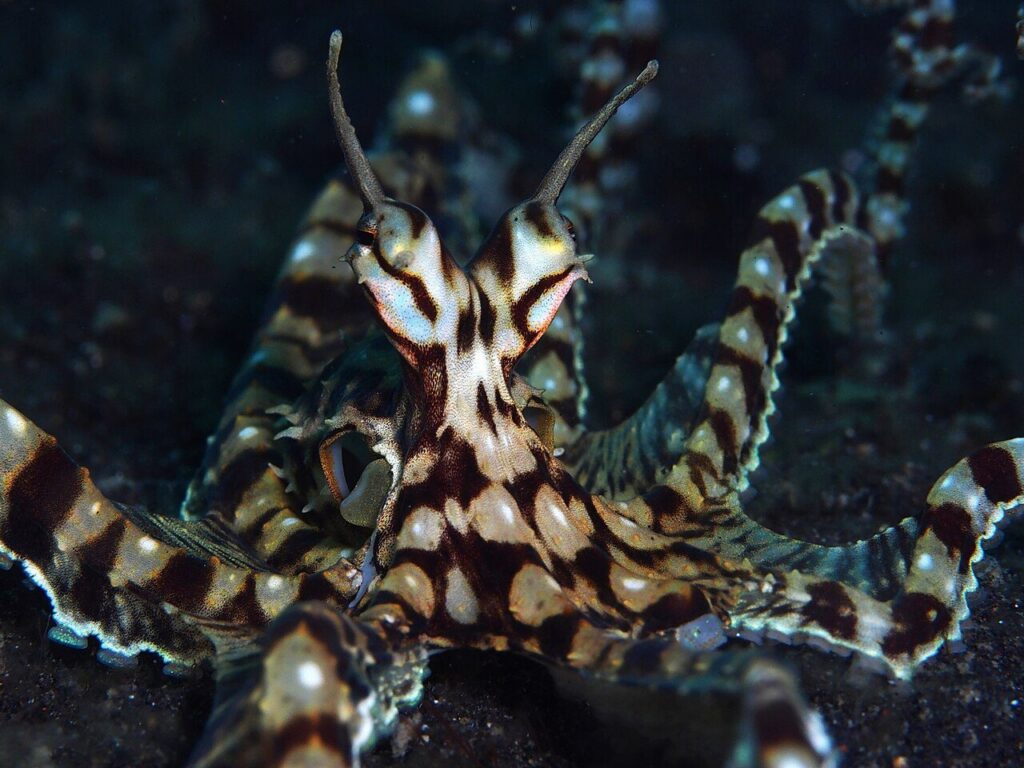 Taklitçi ahtapot Thaumoctopus mimicus