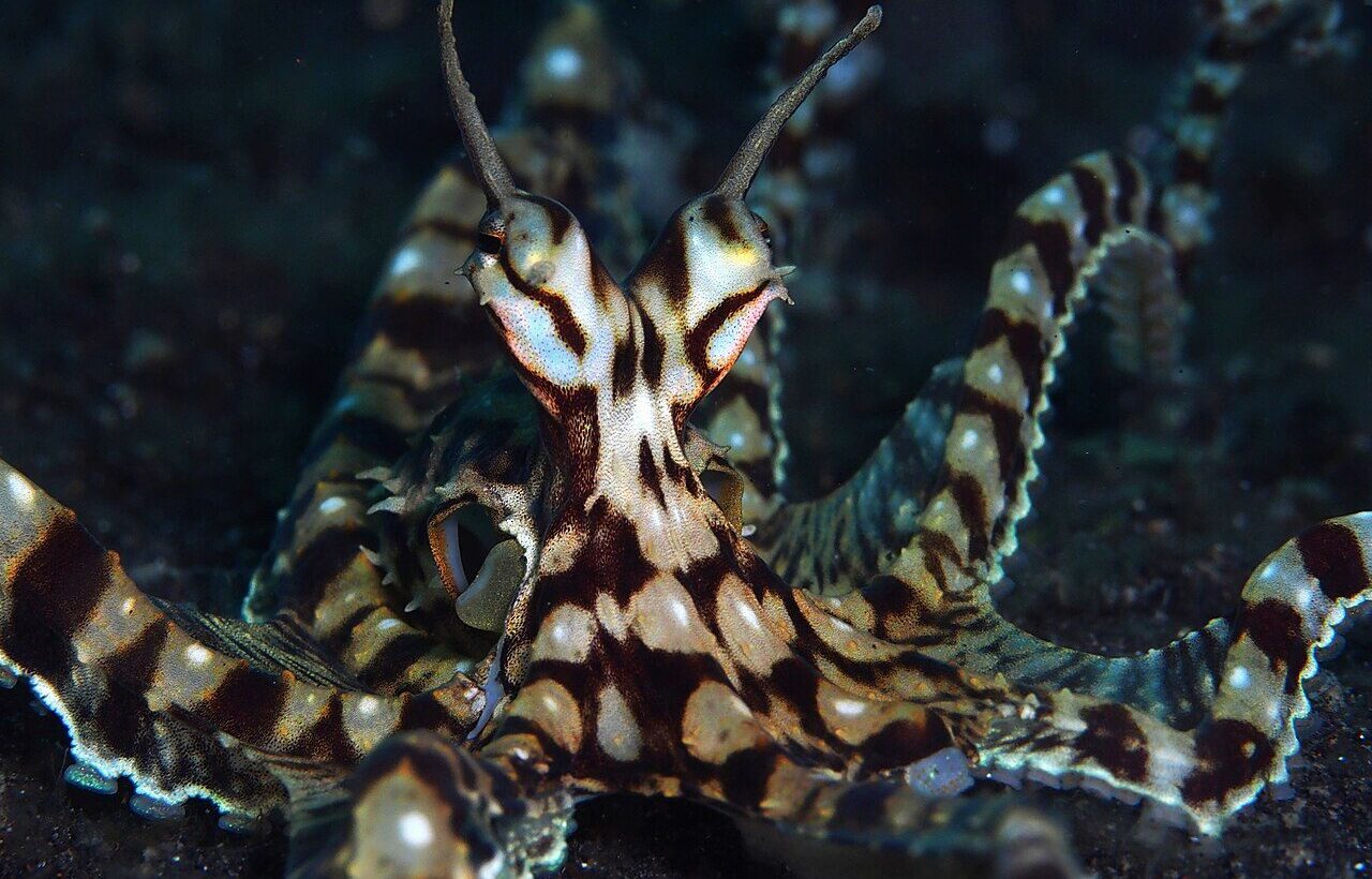 Taklitçi ahtapot (Thaumoctopus mimicus).