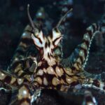 Taklitçi ahtapot (Thaumoctopus mimicus).