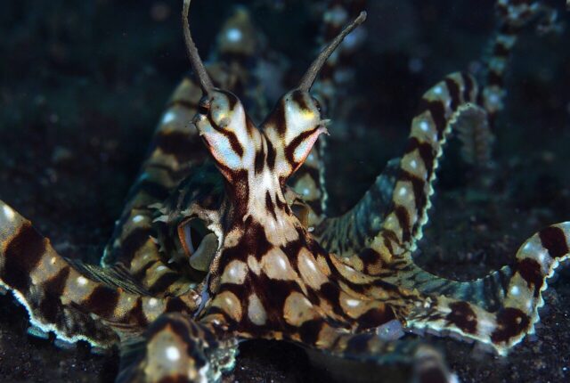 Taklitçi ahtapot (Thaumoctopus mimicus).