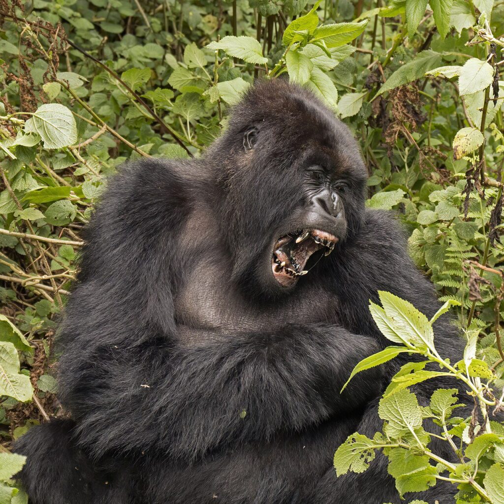 Dağ gorili (Gorilla beringei beringei)