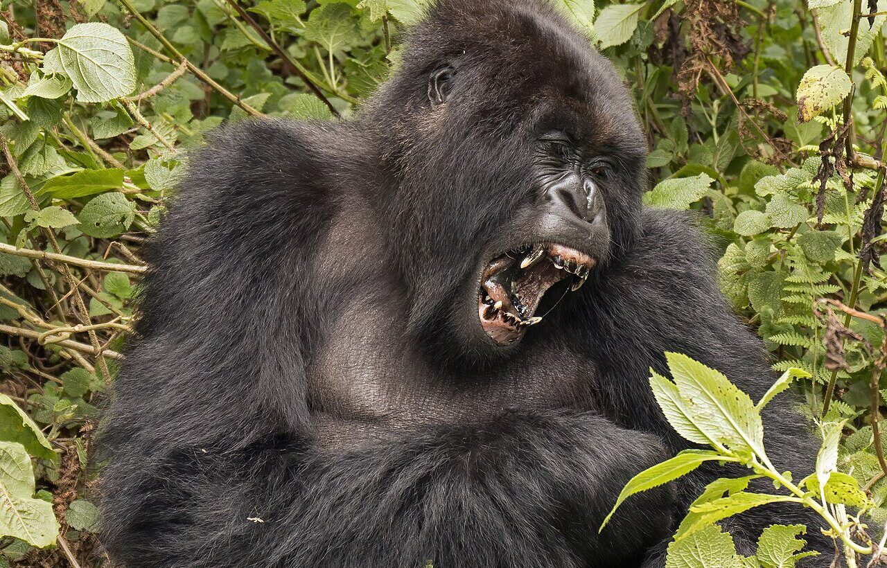 Dağ gorili (Gorilla beringei beringei)