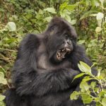 Dağ gorili (Gorilla beringei beringei)