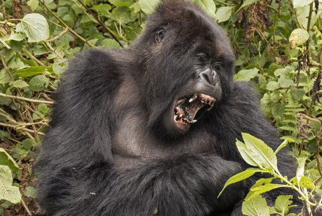 Dağ gorili (Gorilla beringei beringei)