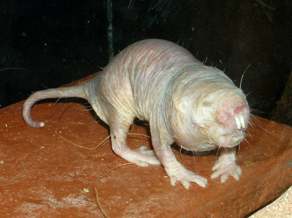 Çıplak köstebek faresi Heterocephalus glaber