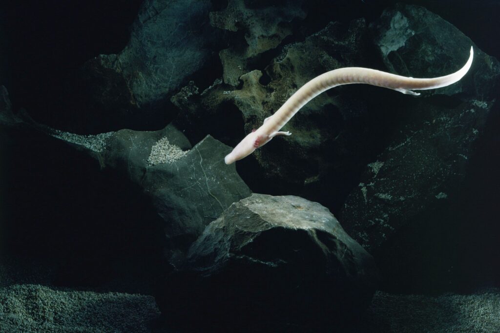 Olm veya insan balığı (Proteus anguinus)