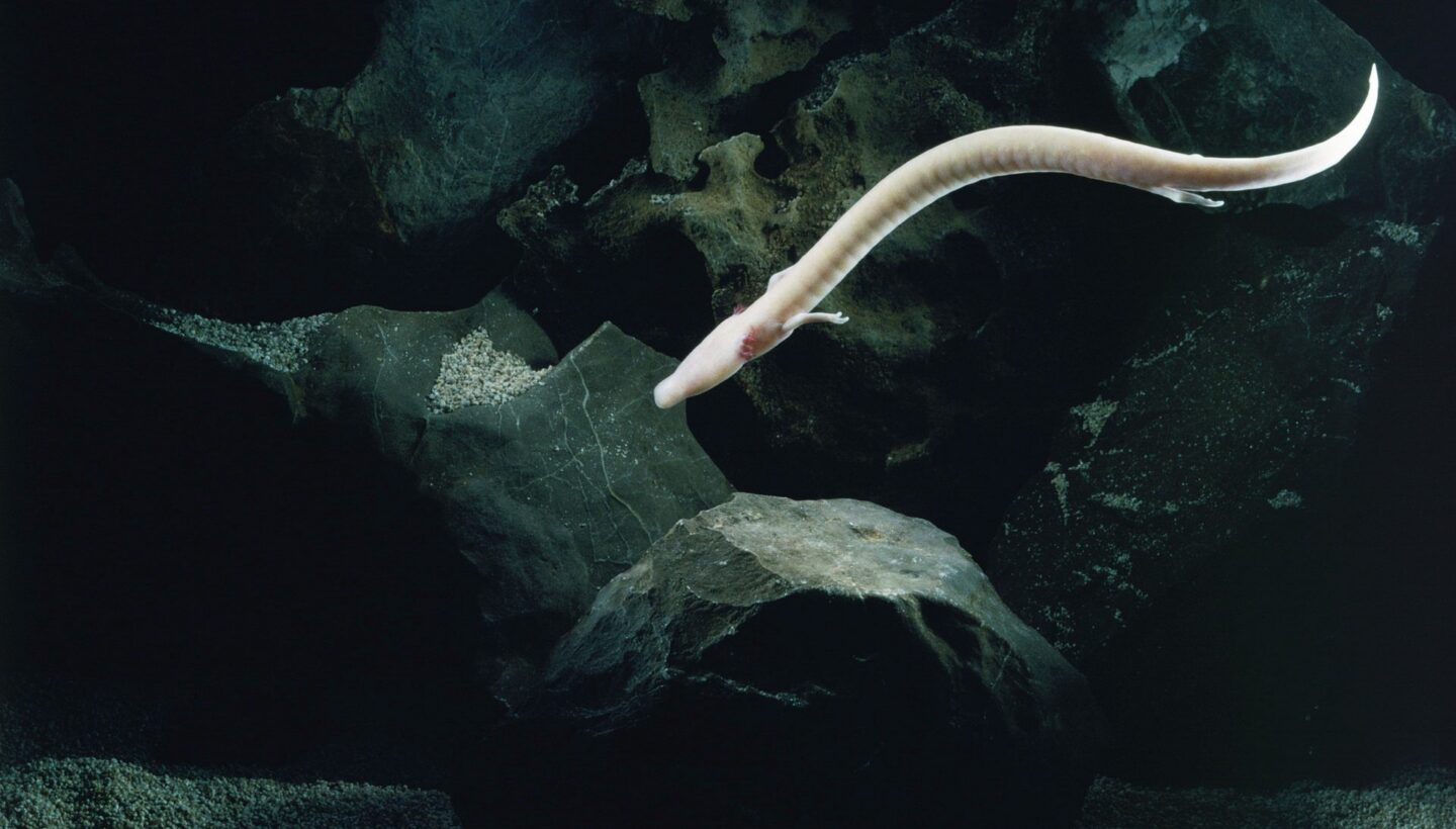 Olm veya insan balığı (Proteus anguinus), dış solungaçlarıyla.
