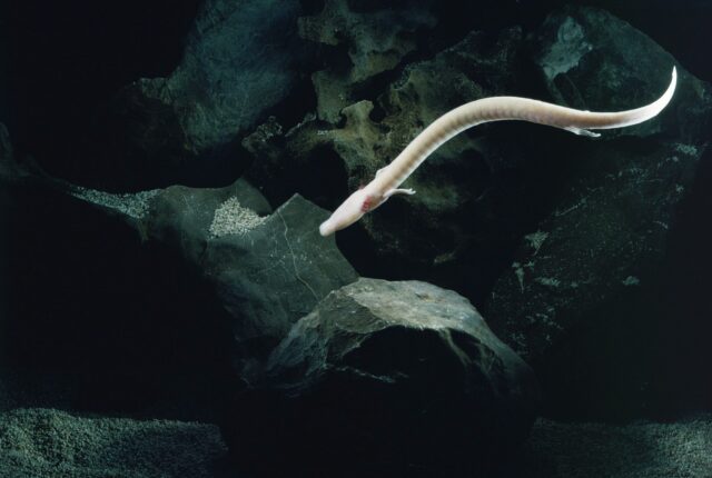 Olm veya insan balığı (Proteus anguinus), dış solungaçlarıyla.