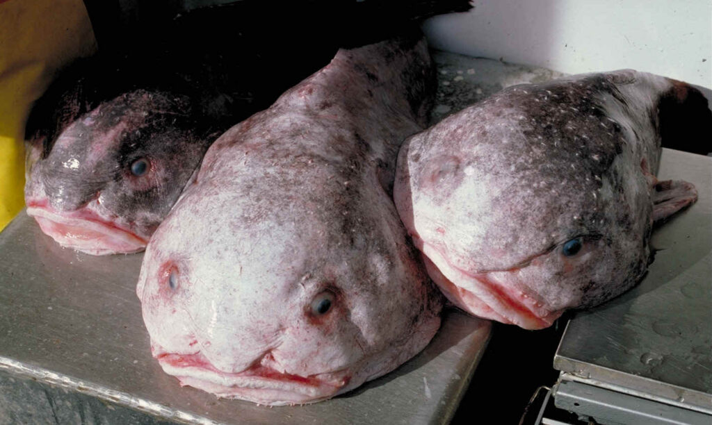 Derin denizde Psychrolutes cinsine ait blobfish