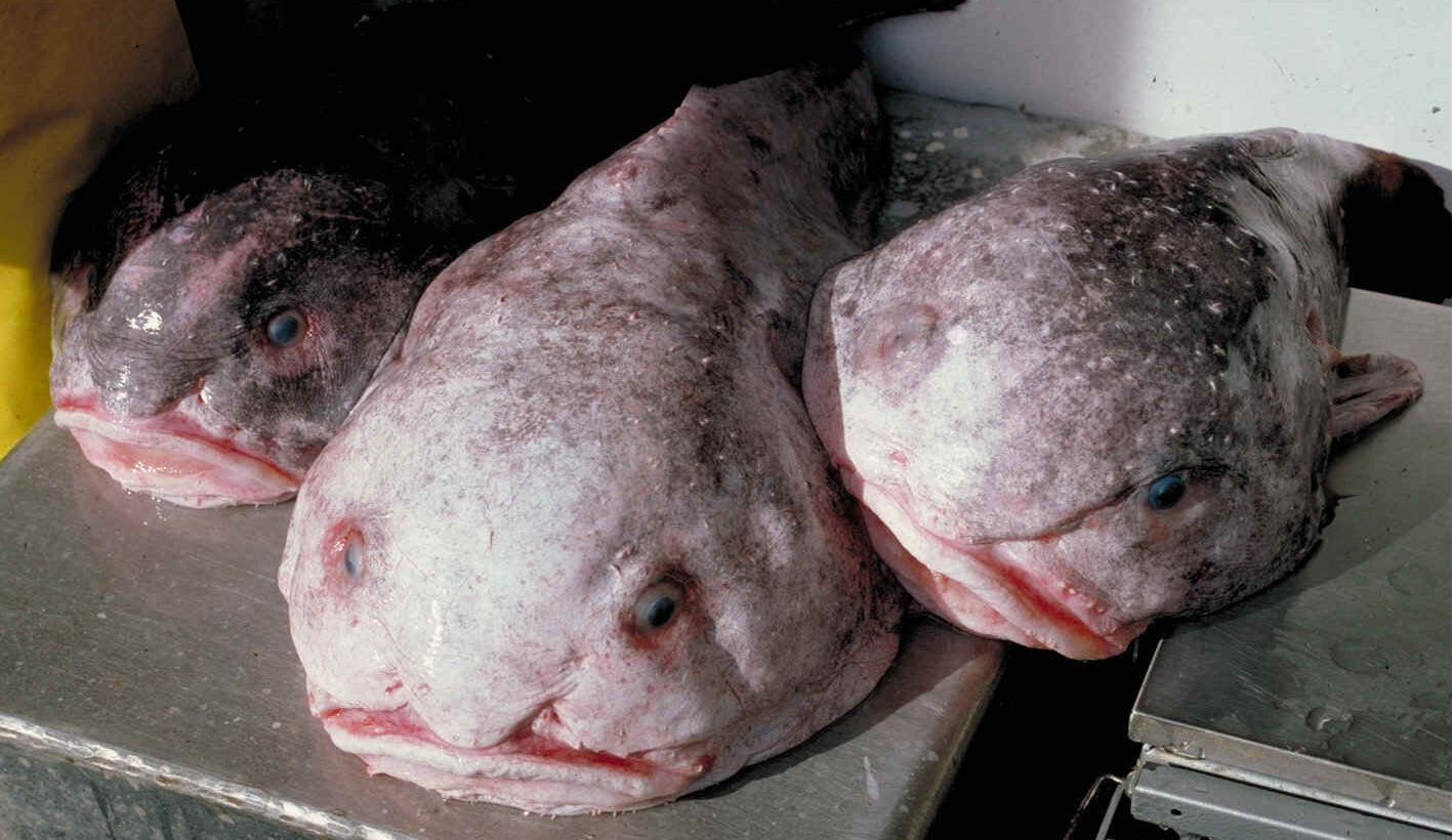 Psychrolutes cinsine ait iri başlı, yumuşak gövdeli derin deniz balığı.