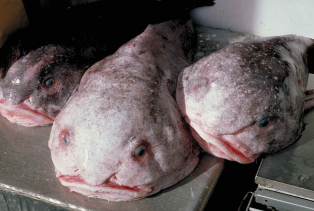 Psychrolutes cinsine ait iri başlı, yumuşak gövdeli derin deniz balığı.