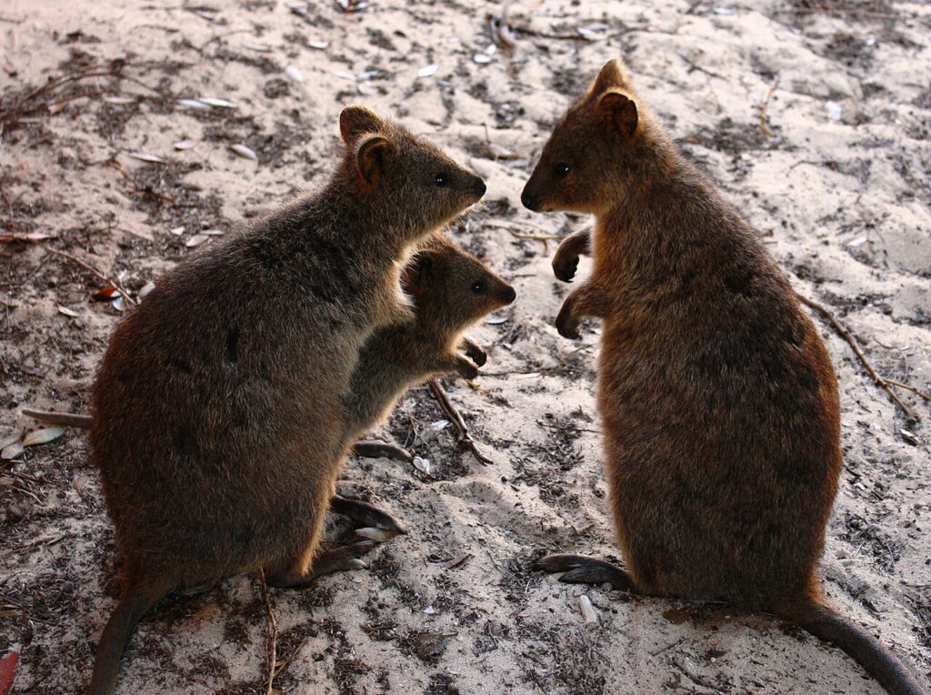 Rottnest Adası'nda quokka ailesi