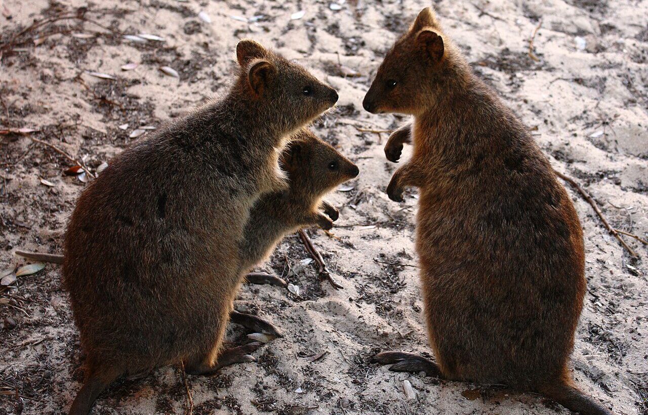 Rottnest Adası'nda quokka ailesi (Setonix brachyurus).