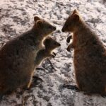 Rottnest Adası'nda quokka ailesi (Setonix brachyurus).