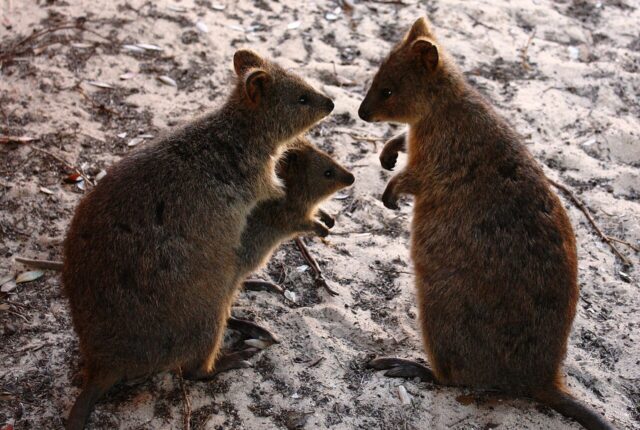 Rottnest Adası'nda quokka ailesi (Setonix brachyurus).