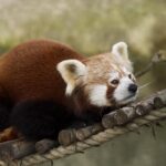 Kırmızı panda (Ailurus fulgens).