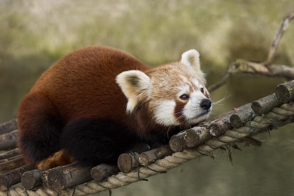 Kırmızı panda (Ailurus fulgens).