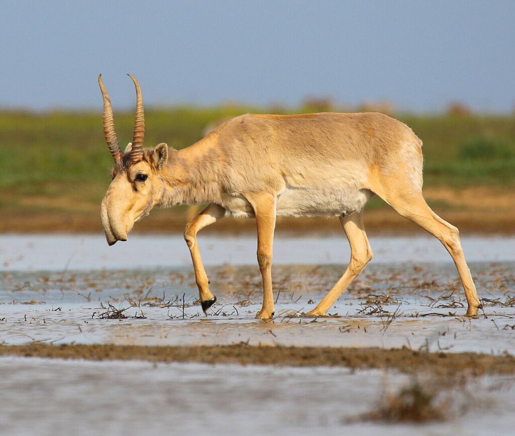 Saiga antilobu Saiga tatarica