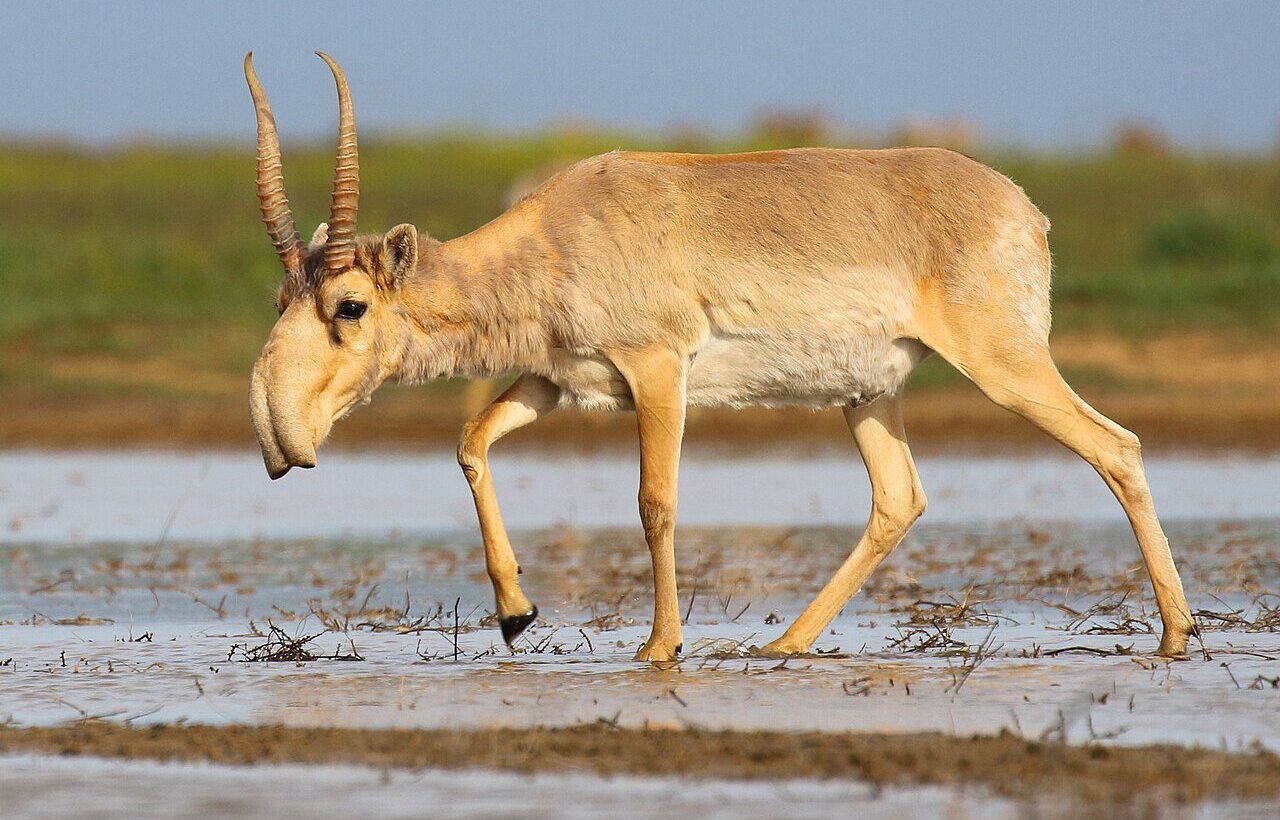 Stepnoi Koruma Alanı'nda saiga antilobu (Saiga tatarica).