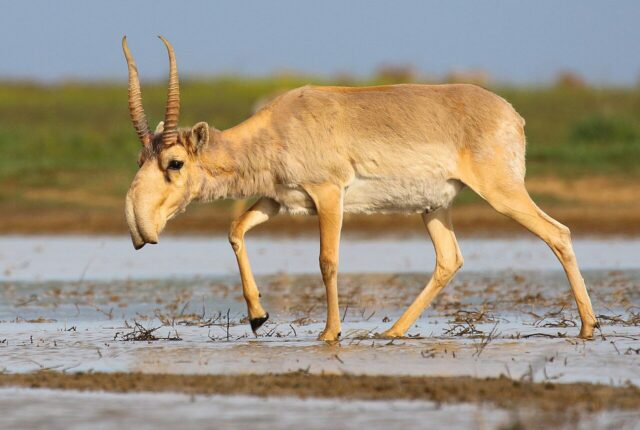 Stepnoi Koruma Alanı'nda saiga antilobu (Saiga tatarica).