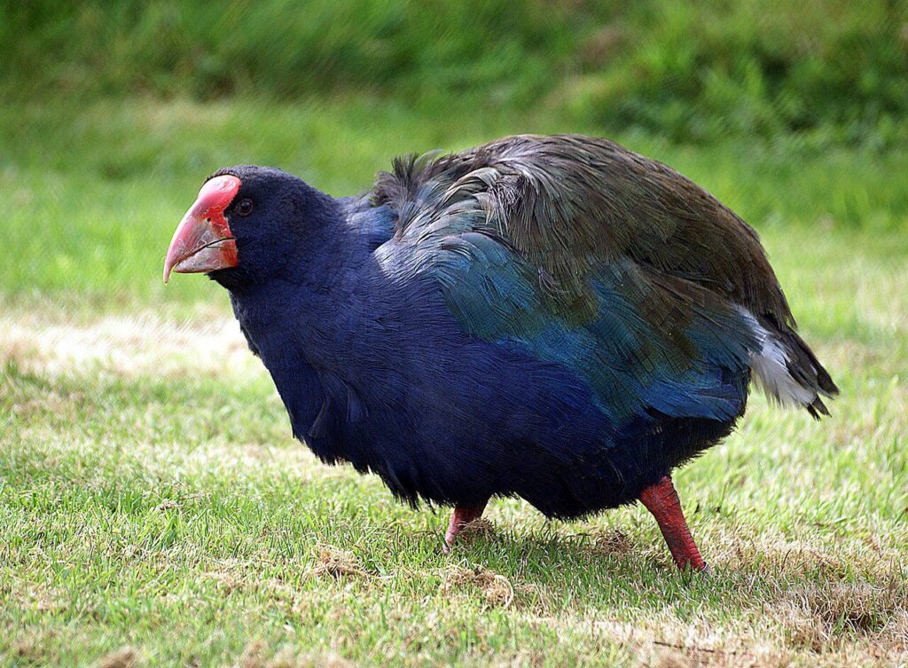 Takahē (Porphyrio hochstetteri)