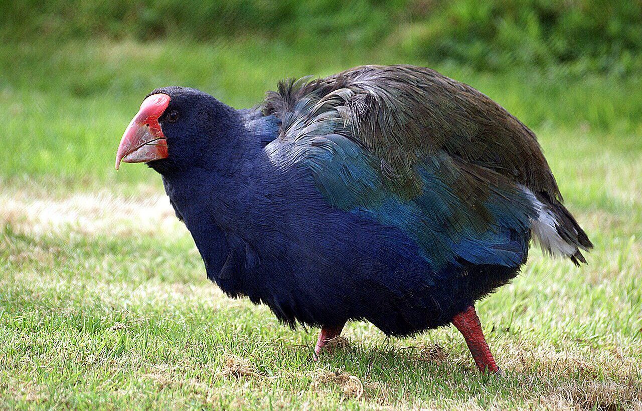 Güney Adası takahe kuşu (Porphyrio hochstetteri)