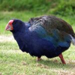 Güney Adası takahe kuşu (Porphyrio hochstetteri)