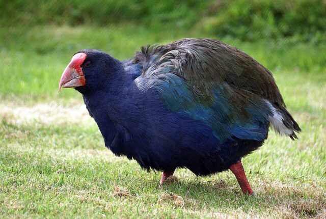 Güney Adası takahe kuşu (Porphyrio hochstetteri)