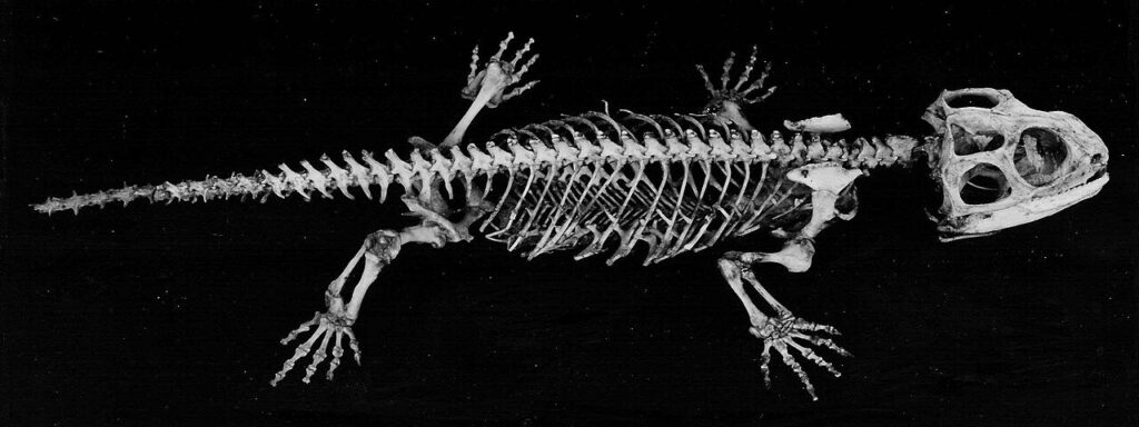 Tuatara (Sphenodon punctatus)