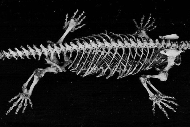 Tuatara (Sphenodon punctatus), uzun gövdesi ve dikenli sırtıyla.
