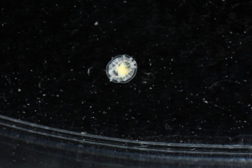 Turritopsis dohrnii ölümsüz denizanası