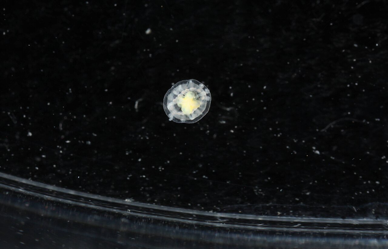 Turritopsis dohrnii türünden ölümsüz denizanası.