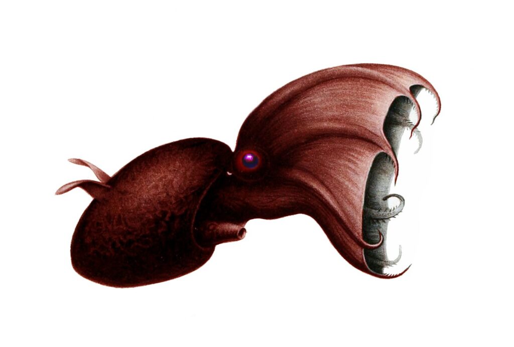 Vampir kalamar Vampyroteuthis infernalis