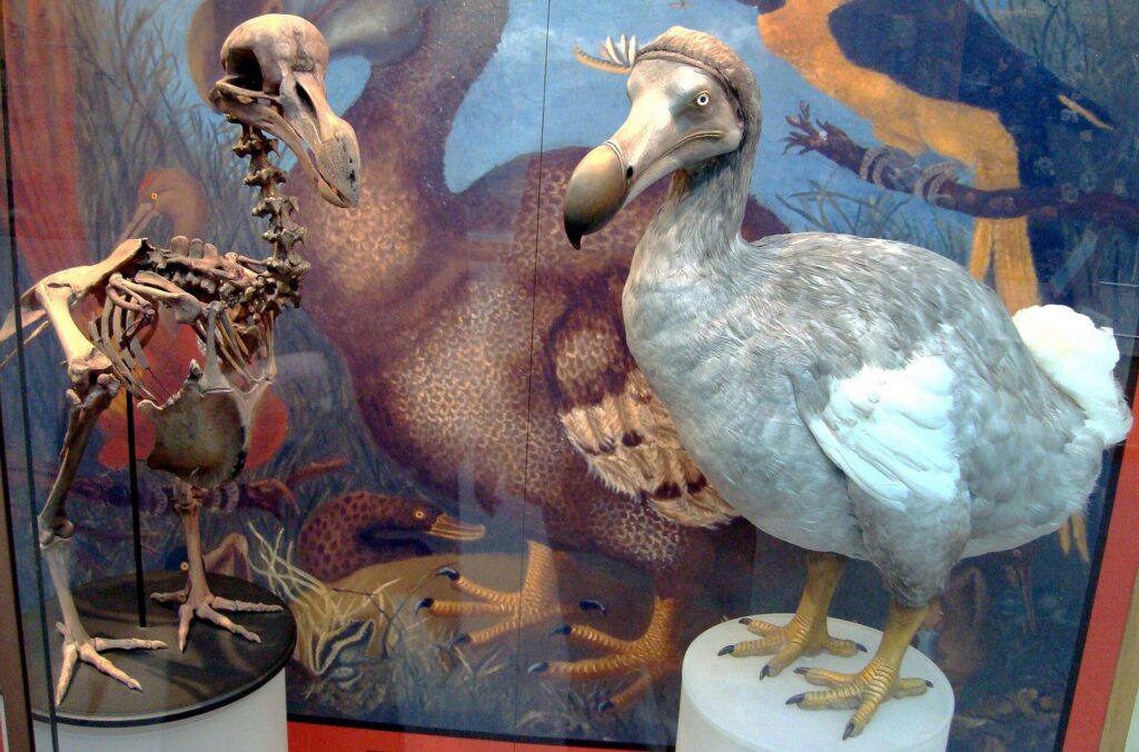Dodo (Raphus cucullatus) rekonstrüksiyonu