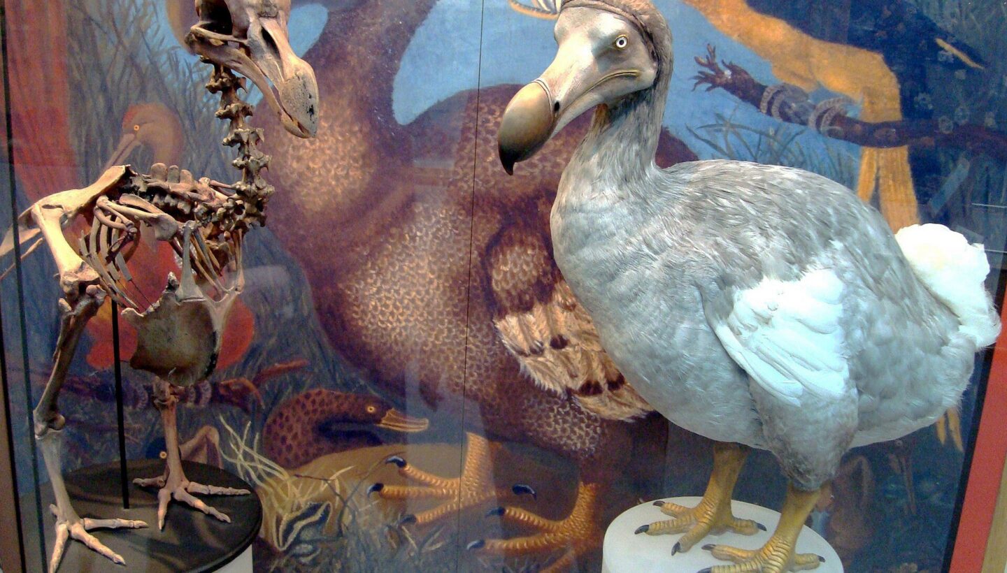 Dodo sergisi