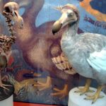 Dodo sergisi