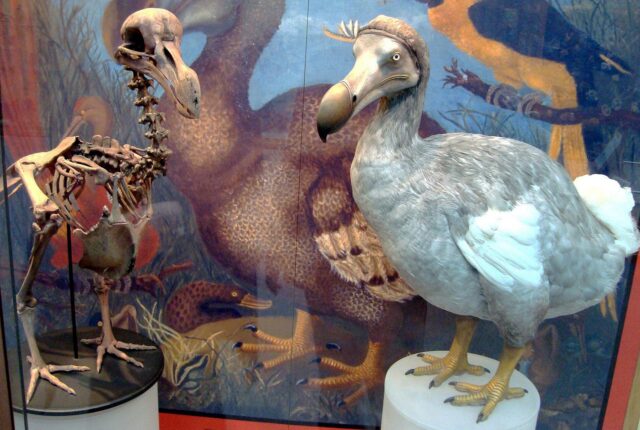 Dodo sergisi